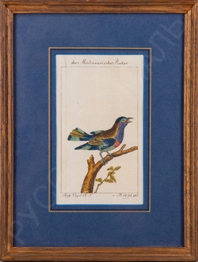 Неизвестный немецкий художник. Птица на ветке дерева. 1781 год.
